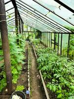 ampla estufa com mudas do tomates, pepinos, pimentas e beringelas em a Fazenda. foto