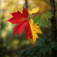 ai gerado outono despedida fechar-se do uma vermelho bordo folha dentro a floresta generativo de ai foto