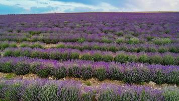 paisagem com um campo de lavanda em flor foto