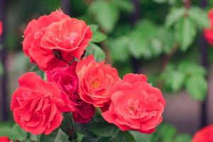rosas vermelhas em um arbusto em um jardim foto