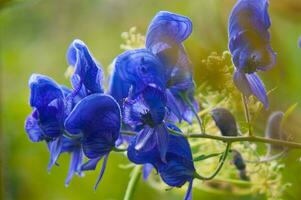 azul flores estão florescendo dentro a Sol foto