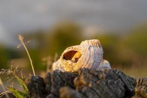 natureza morta com conchas em um fundo desfocado foto