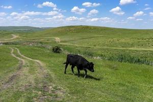 touro preto no fundo de uma paisagem com grama verde foto