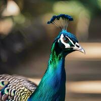 ai gerado uma régio pavão dentro real traje, posando para foto