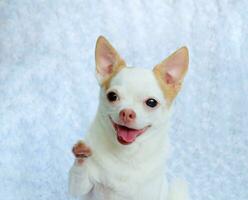 fofa fofo chihuahua cachorro em uma branco fundo. fofa animais de estimação foto