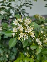 Murraya paniculata, comumente conhecido Como laranja jasmim, laranja jasmim, China caixa, zombar laranja, ou chamado bunga Kemuning dentro Indonésia. pequeno branco flor com vermelho fruta foto