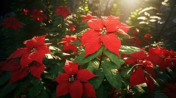 ai gerado uma poinsétia tem brilhante vermelho flores dentro a fundo, foto