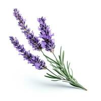 ai gerado solteiro lavanda flor isolado em branco foto