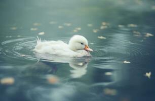 ai gerado uma branco Pato flutuando em a água foto