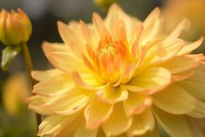 ai gerado fechar-se do brilhante florescendo amarelo dália flor crescendo dentro jardim sobre borrado fundo em ensolarado dia. generativo ai. foto