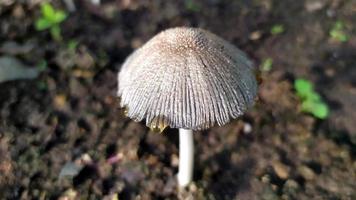 close-up de cogumelo cinza. um monte de cogumelos cogumelos no jardim no tempo chuvoso de verão. foto