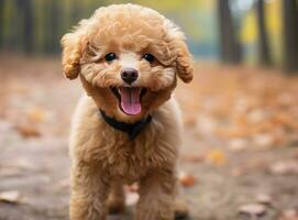 ai gerado uma fofa poodle cachorro em pé Largo com língua Fora dentro frente foto