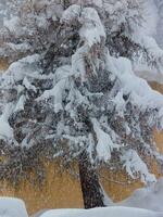 uma neve coberto árvore foto