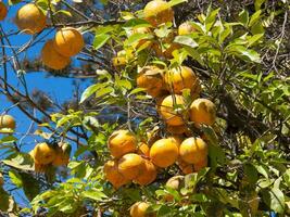 uma grupo do laranjas suspensão em uma árvore foto