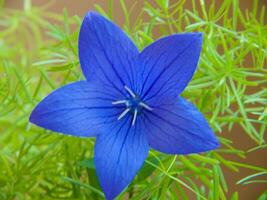 uma azul flor com verde folhas foto