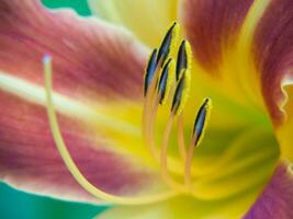 uma fechar acima do uma flor com uma amarelo Centro foto