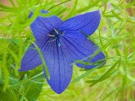 uma azul flor é crescendo dentro a meio do verde folhas foto