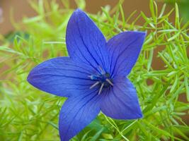 uma azul flor dentro uma verde plantar foto