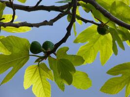 uma FIG árvore com verde folhas e fruta foto