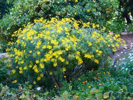 uma arbusto com amarelo flores dentro uma jardim foto