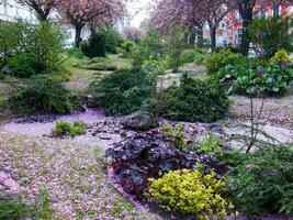 uma jardim com Rosa flores e árvores dentro a meio do a cidade foto