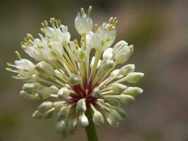 uma fechar acima do uma branco flor com vermelho centros foto