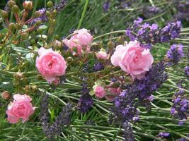 Rosa rosas e lavanda dentro a jardim foto