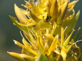 uma fechar acima do uma amarelo flor com uma abelha foto