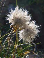 uma fechar acima do uma flor com uma raio de Sol foto