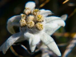 uma fechar acima do uma flor com branco pétalas foto