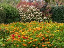 uma campo do flores foto