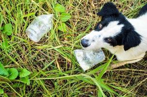 cachorro comendo comida em saco plástico foto