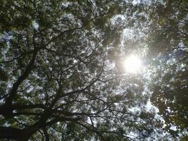 majestoso árvore com Largo galhos e exuberante folhas debaixo suave luz solar foto