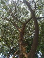 majestoso árvore com Largo galhos e exuberante folhas debaixo suave luz solar foto