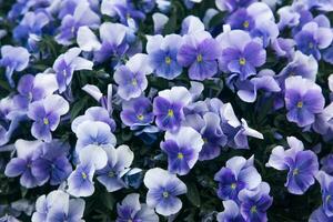 profundo azul jardim amor-perfeito flores dentro uma flor cama foto
