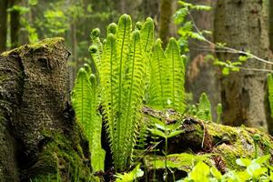 natural Primavera floresta paisagem, brotos do samambaias Próximo para a toco foto