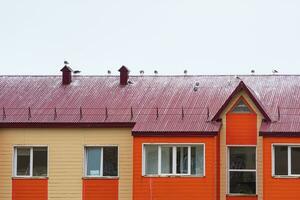 gaivotas sentar em a cobertura do uma de madeira casa foto