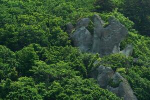 fundo, panorama - pedras entre a montanha de folhas largas floresta foto
