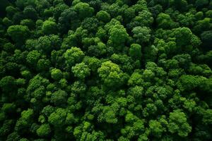 ai gerado aéreo Visão do sobre Sombrio pinho floresta árvores topo baixa zangão visualizar. foto