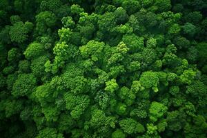 ai gerado aéreo Visão do sobre Sombrio pinho floresta árvores topo baixa zangão visualizar. foto