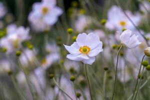 branco flores japonês anêmona foto