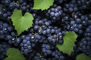 ai gerado plano deitar fundo do videiras, grande quantidade do orgânico azul Sombrio uvas. ai gerado foto