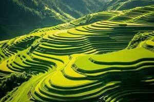 ai gerado topo Visão ou aéreo tiro do fresco verde e amarelo arroz Campos foto