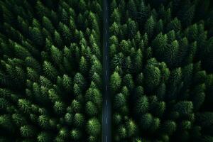 ai gerado aéreo topo Visão rural estrada dentro a floresta, sujeira estrada ou lama estrada e chuva floresta, aéreo Visão estrada dentro natureza, ecossistema e saudável meio Ambiente foto