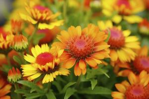 ai gerado gaillardia ou cobertor flor. brilhante e colorida tons do caloroso tons. ai gerado foto