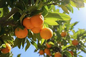 ai gerado laranja fruta em árvore. ai gerado foto