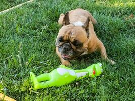 emoções do uma castanho francês buldogue jogando com uma Novo brinquedo em uma verde grama. foto