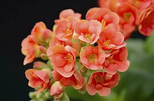 ai gerado kalanchoe blossfeldiana. ai gerado foto