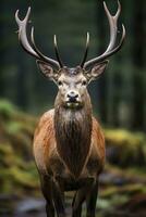 ai gerado fechar acima do vermelho veado veado. ai gerado foto