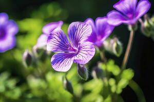 ai gerado gerânio Wilfordii flor. ai gerado foto